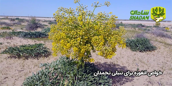 خواص انغوزه برای تنبلی تخمدان