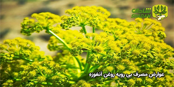 عوارض مصرف بی رویه روغن آنغوزه