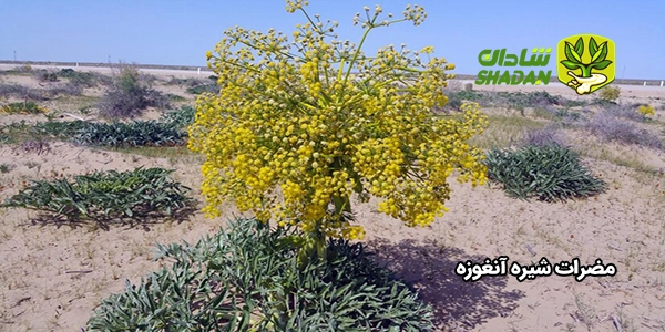 مضرات شیره آنغوزه