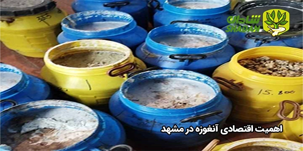 اهمیت اقتصادی آنغوزه در مشهد