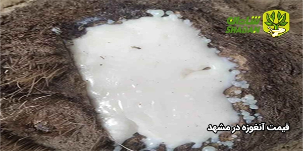 قیمت آنغوزه در مشهد