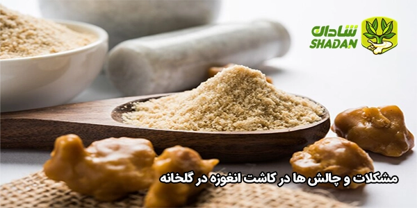 مشکلات و چالش‌ ها در کاشت انغوزه در گلخانه