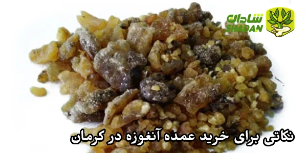 نکاتی برای خرید عمده آنغوزه در کرمان 