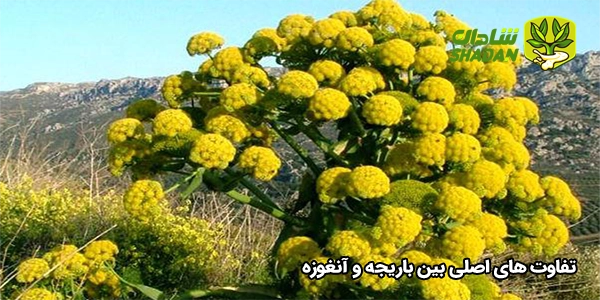 تفاوت‌ های اصلی بین باریجه و آنغوزه