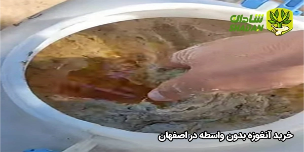 خرید آنغوزه بدون واسطه در اصفهان