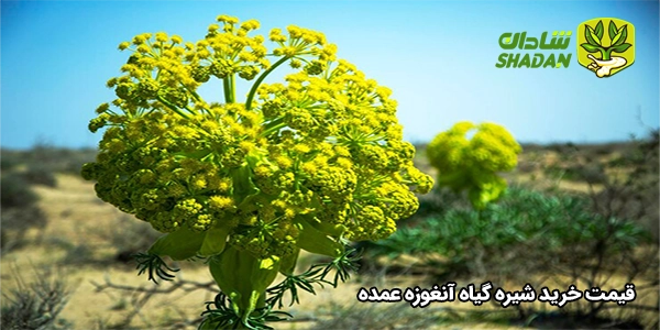 قیمت خرید شیره گیاه آنغوزه عمده