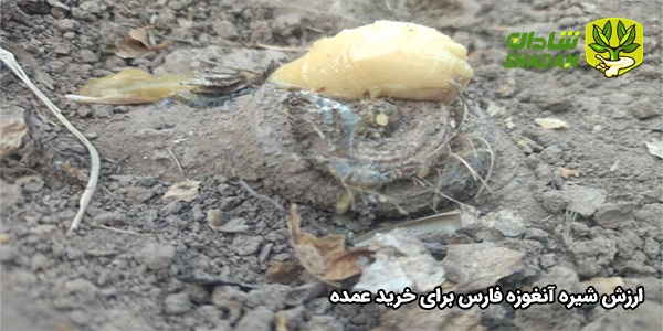 ارزش شیره آنغوزه فارس برای خرید عمده