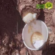 خرید عمده شیره آنغوزه