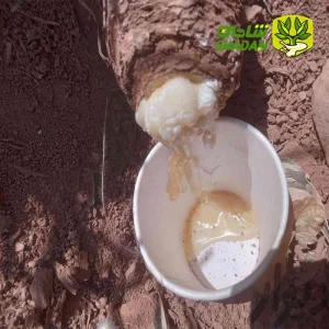 خرید عمده شیره آنغوزه