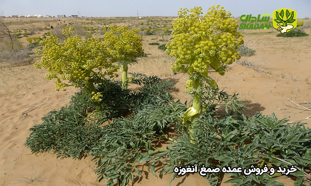 خرید و فروش عمده صمغ آنغوزه