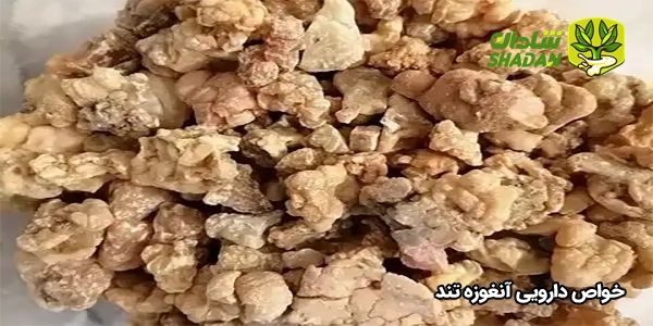 خواص دارویی آنغوزه تند
