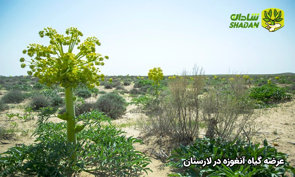 عرضه گیاه آنغوزه در لارستان