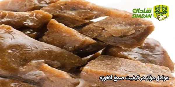 عوامل مؤثر در کیفیت صمغ آنغوزه