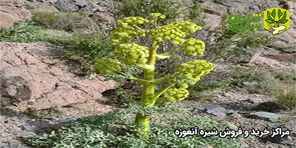 مراکز خرید و فروش شیره آنغوزه