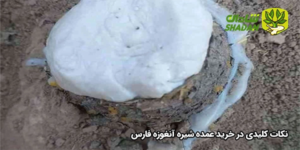 نکات کلیدی در خرید عمده شیره آنغوزه فارس
