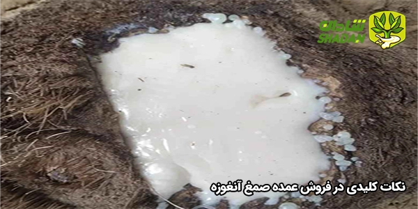 نکات کلیدی در فروش عمده صمغ آنغوزه