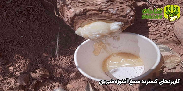 کاربردهای گسترده صمغ آنغوزه شیرین