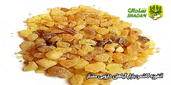 آنغوزه کاشمر؛ بازار گیاهان دارویی ممتاز