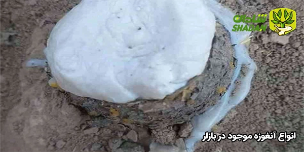انواع آنغوزه موجود در بازار