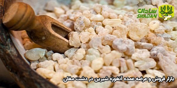 بازار فروش و عرضه عمده آنغوزه شیرین در دشت مغان