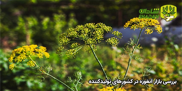تأثیر آنغوزه بر صنعت دارو و غذا