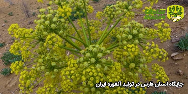 جایگاه استان فارس در تولید آنغوزه ایران