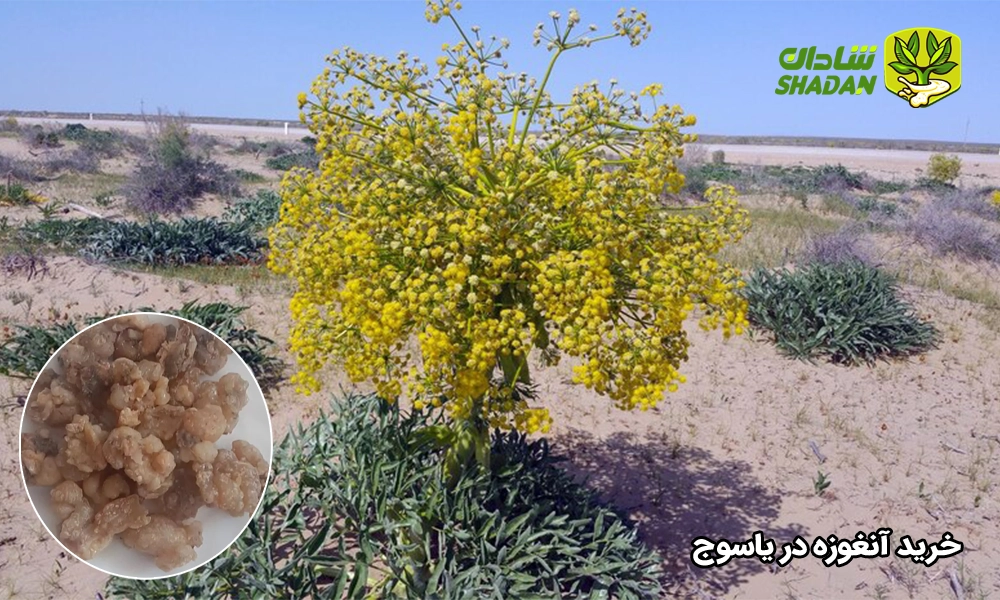 خرید آنغوزه در یاسوج