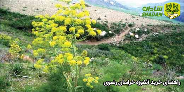 راهنمای خرید آنغوزه خراسان رضوی