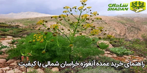 راهنمای خرید عمده آنغوزه خراسان شمالی با کیفیت