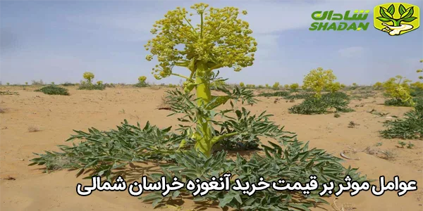 عوامل موثر بر قیمت خرید آنغوزه خراسان شمالی