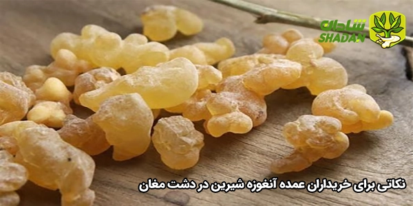نکاتی برای خریداران عمده آنغوزه شیرین در دشت مغان