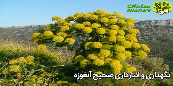 نگهداری و انبارداری صحیح آنغوزه