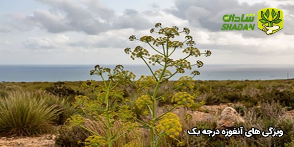 ویژگی‌ های آنغوزه درجه یک