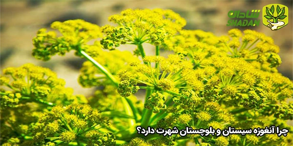 چرا آنغوزه سیستان و بلوچستان شهرت دارد؟