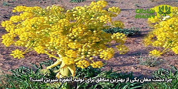چرا دشت مغان یکی از بهترین مناطق برای تولید آنغوزه شیرین است؟