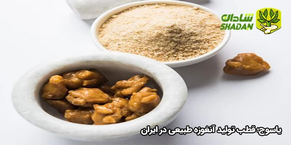 یاسوج؛ قطب تولید آنغوزه طبیعی در ایران
