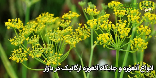 انواع آنغوزه و جایگاه آنغوزه ارگانیک در بازار