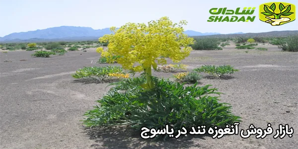 بازار فروش آنغوزه تند در یاسوج