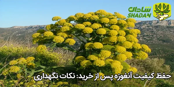 حفظ کیفیت آنغوزه پس از خرید: نکات نگهداری