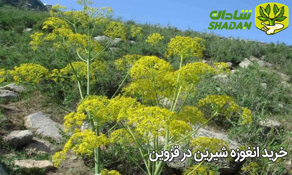 خرید انغوزه شیرین در قزوین