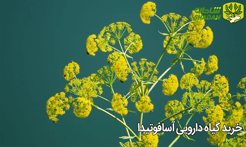 خرید گیاه دارویی آسافوتیدا