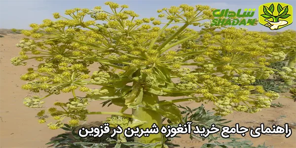 راهنمای جامع خرید آنغوزه شیرین در قزوین