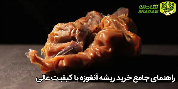 راهنمای جامع خرید ریشه آنغوزه با کیفیت عالی
