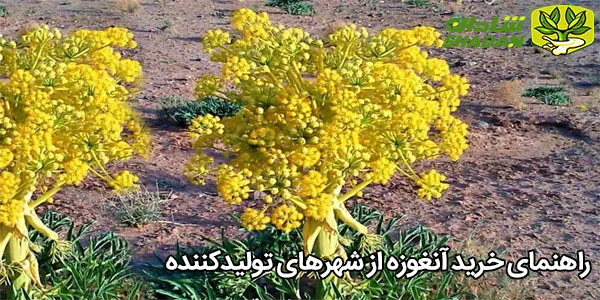 راهنمای خرید آنغوزه از شهرهای تولیدکننده