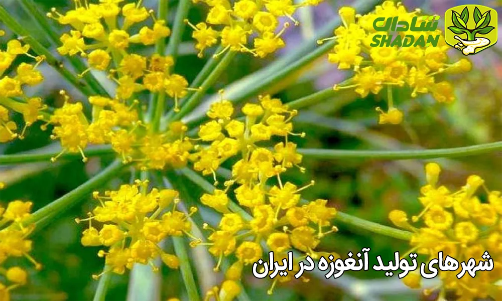 شهرهای تولید آنغوزه در ایران