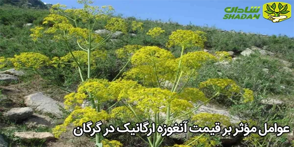 عوامل مؤثر بر قیمت آنغوزه ارگانیک در گرگان