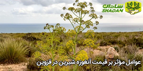 عوامل مؤثر بر قیمت آنغوزه شیرین در قزوین