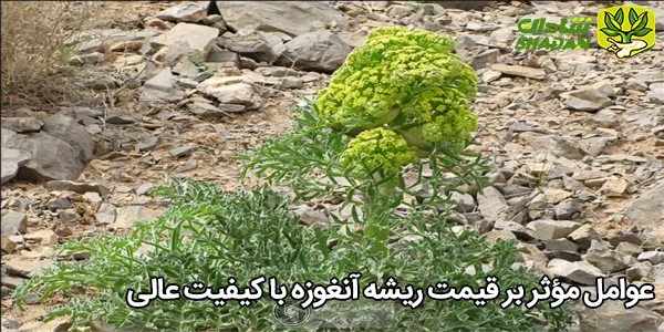 عوامل مؤثر بر قیمت ریشه آنغوزه با کیفیت عالی