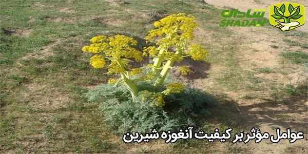 عوامل مؤثر بر کیفیت آنغوزه شیرین
