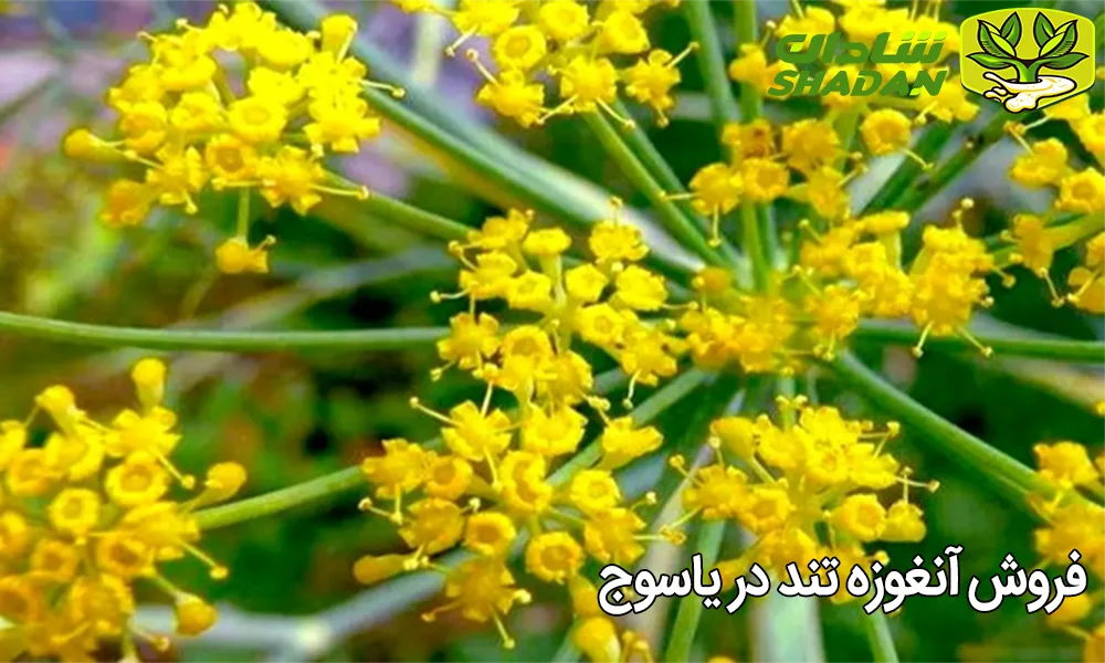 فروش آنغوزه تند در یاسوج